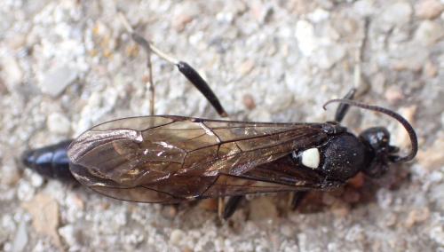 Amblyjoppa proteus